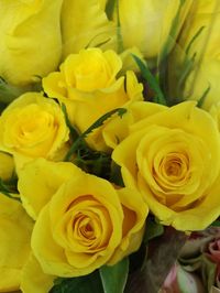 Желтые розы, Эквадор, 60см